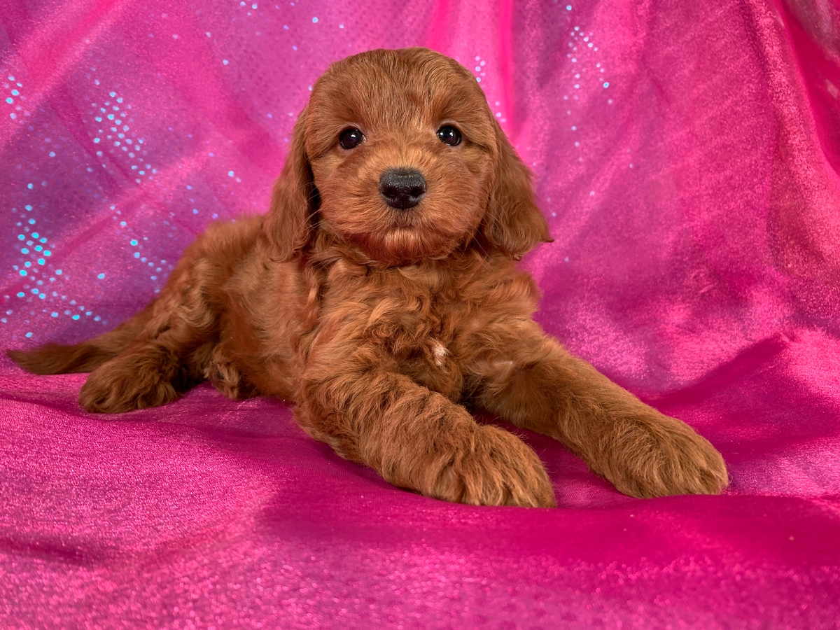 Miniature Goldendoodle Puppies for Sale, $1800 Place Deposit Today!
